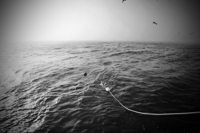 Great white shark cage diving South Africa - Brandon Elliot